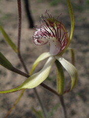 Caladenia longicauda borealis
