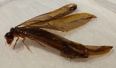 Odontotermes formosanus