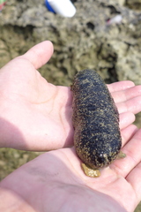 Holothuria leucospilota
