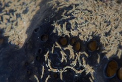 Polydorella