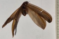 Odontotermes formosanus