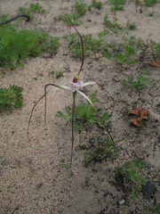 Caladenia denticulata albicans