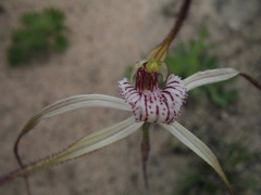 Caladenia denticulata albicans