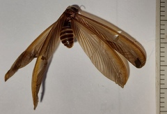 Odontotermes formosanus