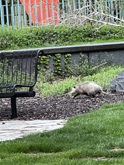 Didelphis virginiana