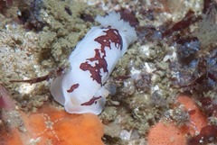 Aphelodoris brunnea