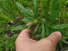 Chamaenerion angustifolium