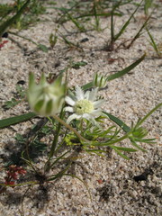 Actinotus humilis