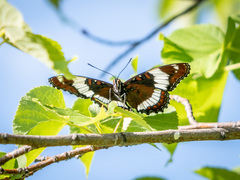 Limenitis arthemis rubrofasciata