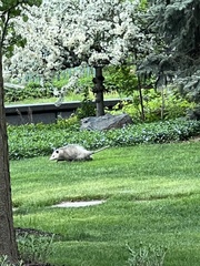 Didelphis virginiana