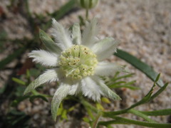 Actinotus humilis
