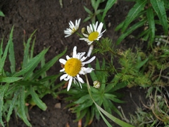 Tripleurospermum hookeri