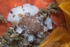 Mandelia mirocornata