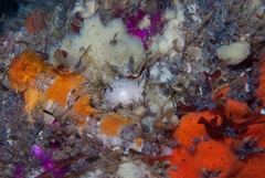 Clinus taurus