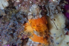 Clinus taurus