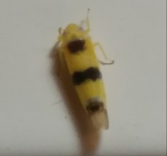 Empoa