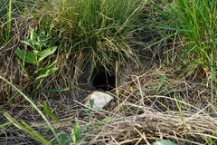 Spermophilus citellus