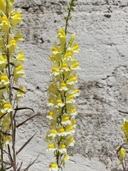 Linaria vulgaris