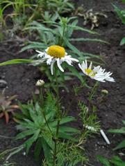 Tripleurospermum hookeri
