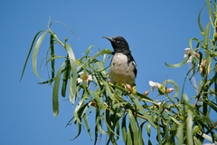Certhionyx variegatus