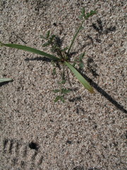 Acacia blakelyi