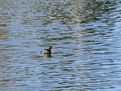 Tachybaptus novaehollandiae