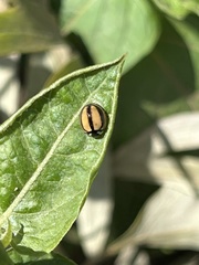 Cheilomenes propinqua