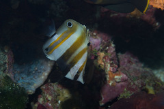 Coradion melanopus