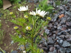 Tripleurospermum hookeri