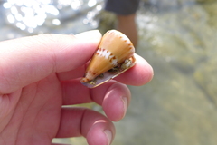 Conus capitaneus