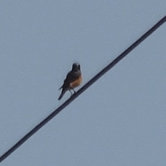 Phoenicurus phoenicurus