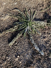 Selago densiflora