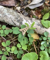 Diasemia accalis