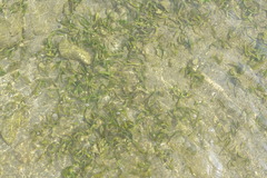 Thalassia hemprichii