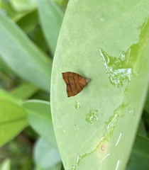 Choreutis achyrodes