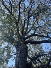 Entandrophragma caudatum