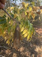 Entandrophragma caudatum