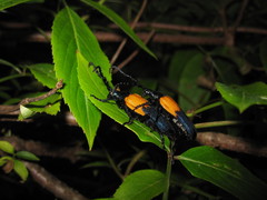 Desmocerus palliatus