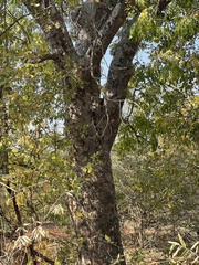 Entandrophragma caudatum
