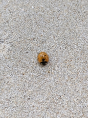 Coccinella septempunctata