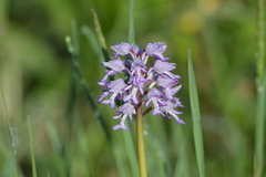 Orchis militaris