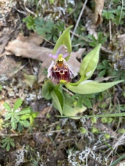 Ophrys fuciflora