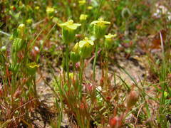 Cicendia quadrangularis