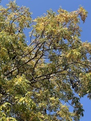 Entandrophragma caudatum
