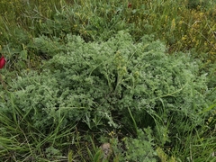 Prangos odontalgica