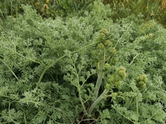 Prangos odontalgica