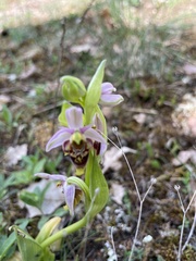 Ophrys fuciflora