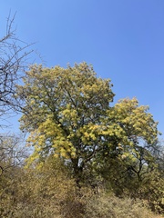 Entandrophragma caudatum