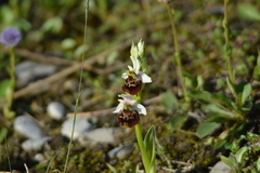Ophrys fuciflora