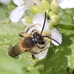Andrena
